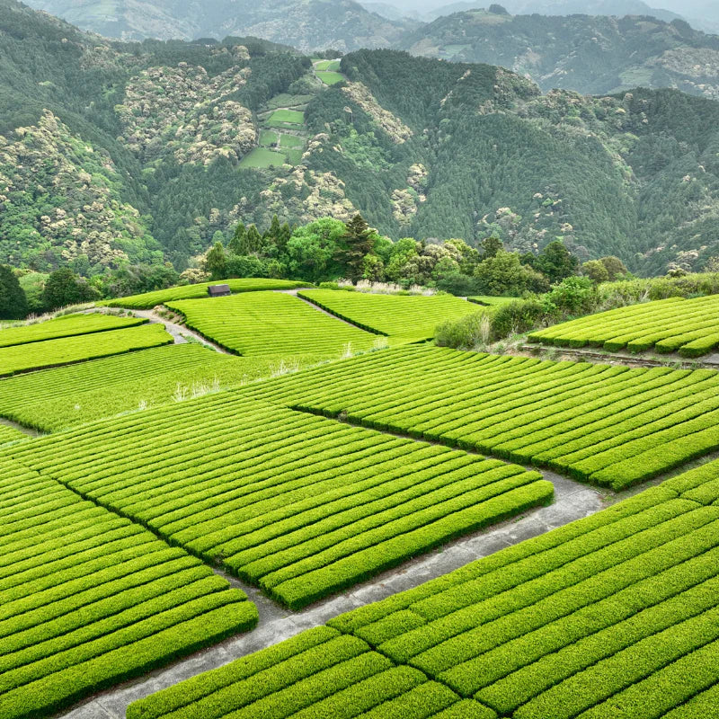 Le Japon et la culture du thé : des origines à aujourd'hui